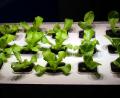 Bild: gac
Dieser Salat wächst auf Bierkohle statt Blumenerde.