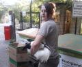 Bild: exb
Im Schwitzkasten: Eine Mitarbeiterin des Nürnberger Tiergartens schnappt sich an der Schranke zum Zoo den verletzten Weidener Jungstorch und bringt ihn auf die Quarantänestation.