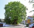 Bild: Petra Hartl
Baum in der Jahnstraße