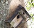 Bild: ct
Verschiedene Tierarten lockt dieser Nistkasten an einer Eiche an. Entdeckt hat ihn Armin Heuberger, der Vorsitzende des Obst- und Gartenbauvereins, in Schönlind, am Ortseingang von Irlbach her.