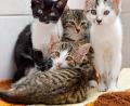 Bild: Petra Hartl
Die Bevölkerung kann jetzt helfen: Aktuell leben außer diesen vier Baby-Katzen noch weitere 26 Jungtiere im Tierheim, das nun händeringend nach Pflegestellen sucht. Bis die Kätzchen groß genug sind, um ohne ihre Mütter ein dauerhaftes Zuhause zu finden.