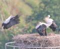 Bild: tu
Einer der drei Pleysteiner Jungstörche bei der Landung am Horst.