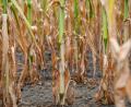 Bild: Patrick Pleul/dpa
Maispflanzen leiden unter der Dürre.