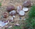 Bild: Gerhard Wehner
Lebensmittel, darunter ganze Laibe Brot, haben Unbekannte auf einem Feld beim Atommülllager entsorgt.