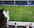 Bild: exb
Ein Spiel ganz nach seinem Geschmack: Kater Felix greift mit der Tatze ins Fußballgeschehen ein.