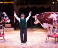 Bild: exb
Ein Gruß aus den Bergen schickt „Circus Carelli“ mit Heidi und Milka, den oberbayerischen Riesenkühen, die in der Manege Ballett tanzen.
