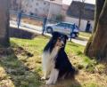 Bild: exb
Joschi: Dieser Collie aus den Krummen Äckern musste jetzt eingeschläfert werden.