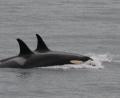 Bild: Uncredited
Der Orca namens J-35 (vorne) beim Schwimmen mit Artgenossen. Foto: Center for Whale Research via AP