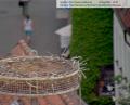 Bild: mte
Nein, Sie sehen nicht schlecht. Die Webcam, die aufs Storchennest am Dach des Alten Schulhaus gerichtet ist, wurden aus Datenschutzgründen unscharf gestellt.