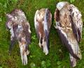 Bild: LBV-Zentrum Mensch und Natur Cham/dpa
Die Ermittlungen zu der Vergiftungsserie im Landkreis Cham im vergangenen Sommer sind inzwischen eingestellt worden.