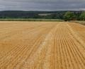 Bild: tr
So früh wie nie haben die Landwirte im Landkreis ihre Getreidefelder abgeerntet.
