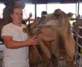 Bild: Kunz
Tiertrainer Antonio Lauenburger und die namenlosen Kamelzwillinge. Bild: Kunz