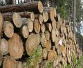 Bild: ge
Riesige Holzstöße lagern derzeit im Breitenbrunner Tal neben der Forststraße.