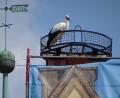 Bild: Dobmeier
Der Storch schaute sich lange um im neuen Horst am Alten Rathaus. Bild: Dobmeier