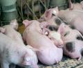 Bild: Peter Steffen/dpa
Es werden mehr Schweine in Deutschland erzeugt, als verzehrt werden.