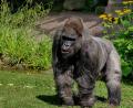 Bild: Helmut Maegdefrau
Gorilla Fritz ist am Montag im Nürnberger Tiergarten wegen Altersschwäche eingeschläfert worden. Foto: Helmut Maegdefrau/Tiergarten Nuernberg/Archiv