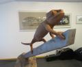 Bild: Ulla Britta Baumer
Wie aus einer Kunststoffmasse eine Tierdarstellung designt wird, zeigt die Skulptur dieses Geckos.