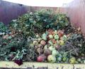 Bild: Stephanie Hladik
Häufig landet Obst im Grüngutcontainer. Die Masse an Früchten wird vielerorts nicht gebraucht.