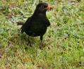 Bild: Ingrid Popp
Eine Amsel mit Futter im Schnabel.