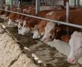 Bild: tr
Vielen Landwirten ist mittlerweile das Grünfutter ausgegangen. Weil der Zukauf von Futter teuer ist, werden nun Tiere günstig abgegeben.