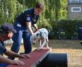Bild: exb
Junge Hunde werden behutsam an neue Situation gewöhnt