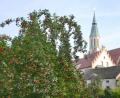 Bild: ck
Rotbackig und süß locken Äpfel in einem Garten in Pleystein. Im Hintergrund grüßt die Stadtpfarrkirche St. Sigismund.