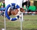 Bild: idu
Durch Reifen oder über Stangen springen, Rampen bewältigen, Slalom laufen - die Hunde absolvieren den Parcours mit Bravour.