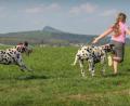 Bild: do
Nationale Bedeutung hat am Sonntag die Dalmatiner-Spezial-Ausstellung des Dalmatiner-Vereins Deutschland. Aus dem gesamten Bundesgebiet bewerben sich Züchter mit ihren getupften Schätzen um Schönheitsauszeichnungen und Zuchtzulassungen. Mit dabei sind auch die edlen Jungtiere aus dem Dalmatiner-Gestüt „Vom Klosterblick“ von Josef Kaufmann.