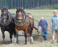 Bild: Ilse Hauer
Die Kaltblüter "Kuba" und "Sternchen" ziehen den Pflug. Joe Stangl und Theo Summer gehen hinterher.
