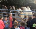 Bild: exb
Die Kinder bestaunen die Kamele in Eberhardsbühl und gehen dann weiter an den Genfer See, der gar nicht weit entfernt liegt.