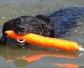 Bild: Kunz
Saisonfinale im Schätzlerbad: Jetzt sind die Hunde dran.