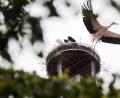 Bild: Gabi Schönberger
Auch der letzte Storch, der Altvogel, hat am Wochenende den Horst in Weiden verlassen. Das hat die Storchenbetreuerin daran erkannt, weil der Altvogel als einziger beringt ist.