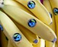 Bild: Jörg Carstensen/dpa
Nicht nur Bananen sollten in einer Fair-Trade-Stadt wie Amberg aus kontrolliertem Anbau kommen. Die passenden Produkte zu finden, erfordert einen enormen personellen Aufwand.