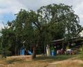 Bild: gz
Schwer zu tragen hat in diesem Jahr der Apfelbaum im Kindergarten.