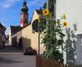 Bild: gz
Trotz des kleinen Vorgartens gedeihen die Sonnenblumen des ehemaligen Mesnerehepaars prächtig und erfreuen die Menschen.