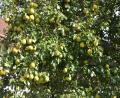 Bild: dob
Es ist ein richtiger Schatz, der alte Birnbaum von Klara Guber im Imkerweg, der sich heuer nur so vor reifen Früchten biegt. Die reifen Birnen sind einfach zum Anbeißen lecker.