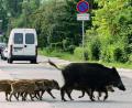 Bild: Steffen Rasche dpa/lno
Eine Wildschweinrotte läuft über eine Straße in Senftenberg (Oberspree-Lausitz).