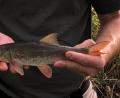 Bild: oe
Die Barbe gehört zur Familie der Karpfenfische.
Sie wird zwischen 30 und 70 cm groß. Sie ist
Leitfisch der Barbenregion – also unserer Vils.