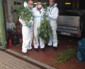 Bild: Kriminalpolizei Weiden
Man nennt sie auch die „Erntehelfer“: die Kommissare des K 4. Im Bild sind Marihuana-Pflanzen zu sehen, sichergestellt auf einer illegalen Plantage. Die Blätter werden im Keller der Polizei getrocknet und ans Landeskriminalamt geschickt, um den Wirkstoffgehalt zu bestimmen. 2011 flog in Flossenbürg eine Plantage auf, bei der 17 Kilogramm Cannabisprodukte sichergestellt wurden.