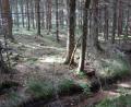 Bild: fjo
Viele Bachbette machen auch jetzt im Herbst noch einen traurigen Eindruck, aufgrund der über den ganzen Sommer hinweg anhaltenden Trockenheit.