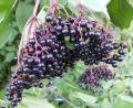 Bild: ils
Holunderbeerensaft