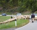 Bild: bö
Auf dem Weg ins Winterquartier müssen die Schafherden auch Straßen überqueren. Die Autofahrer nehmen's mit Geduld.