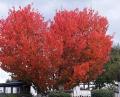 Bild: mng
Die Natur ist ein Künstler: Das trifft ganz bestimmt auf diesen Baum zu, der es in leuchtendem Rot und in Form eines Herzens unter Beweis stellt.