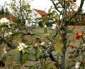 Bild: zer
Ungewöhnliche Erscheinung: Ein Apfelbaum, der zugleich Früchte und Blüten trägt.