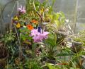 Bild: rlö
Auf einen traumhaften Sommer folgt ein blühender Orchideen-Herbst.