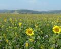 Bild: Portner
Fast bis zum Horizont: Ein riesiges buntes Feld mit Sonnenblumen und Bienenweide fällt an der Straße von Wildeppenried nach Pullenried ins Auge.
