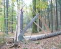 Bild: Portner, Gertraud
Windbruch und Käferholz lassen den Holzpreis sinken. Im Tännesberger Forst hat Sturm „Fabienne“ nahe Ödmiesbach (Gemeinde Teunz) etliche Schäden angerichtet.