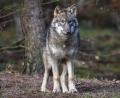 Bild: Patrick Pleul/dpa-Zentralbild/dpa
Ein Wolf