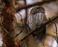 Bild: Alfred Voss
Der Sperlingskauz ist so klein wie ein Spatz. Dieses Exemplar hat Alfred Voss in Weiden fotografiert, "nicht weit von West IV entfernt", wie er verrät. Den genauen Standort, an dem seine Bilder entstanden sind, hält der Naturfotograf grundsätzlich geheim.