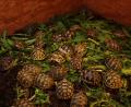 Bild: zer
Die weiteren im Brutapparat heuer gezogenen Schildkröten, die noch vor der Überwinterung mit Löwenzahnblättern, Breitwegerich und Klee gefüttert werden, ehe es in den Winterschlaf geht.
